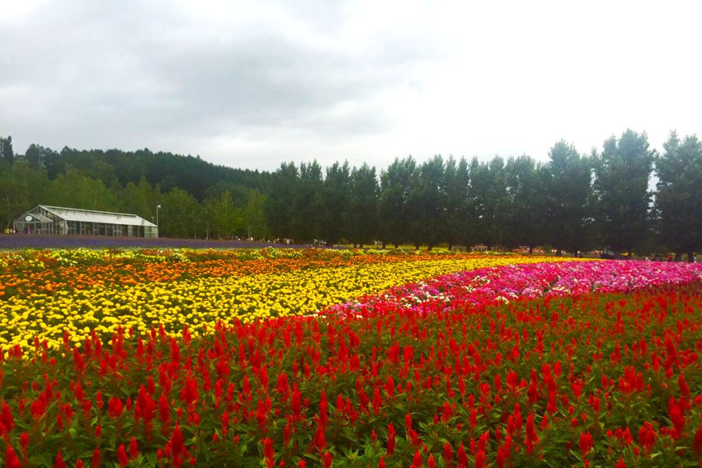 色とりどりの花