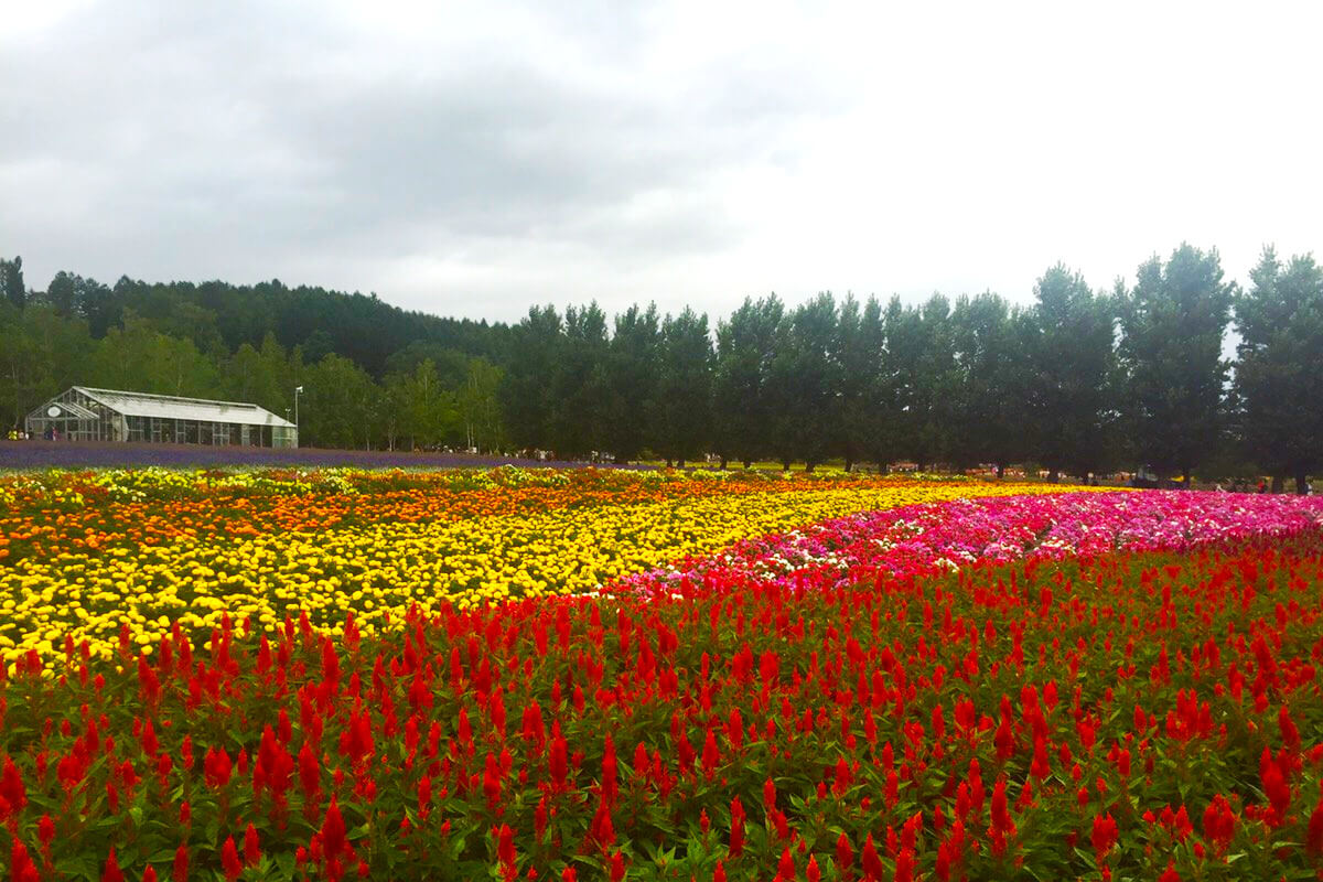 色とりどりの花