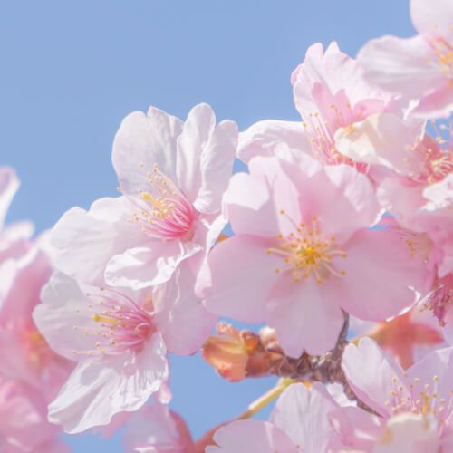桜は私の好きな花の1つです